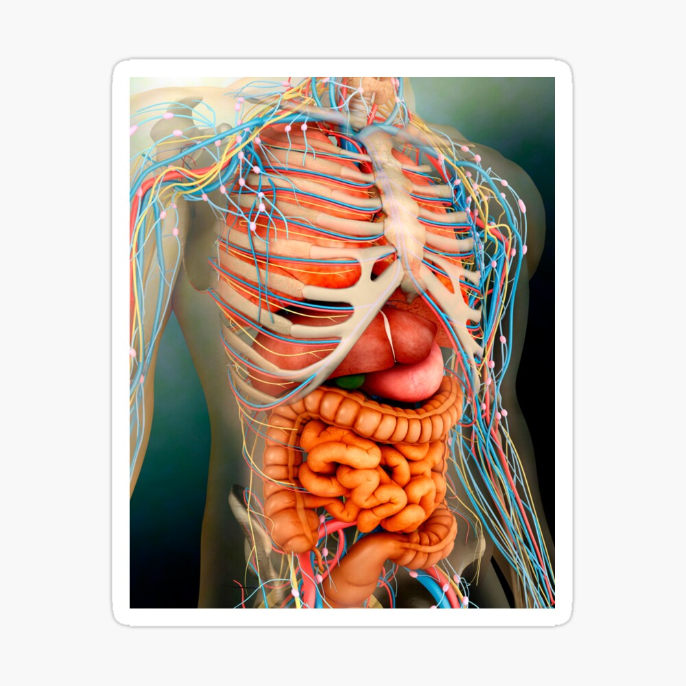 Anatomy Of Ribs And Organs / Anatomy Color Coded Lungs Inside Rib Cage