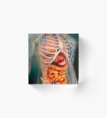 Perspective view of human body, whole organs and bones. Acrylic Block
