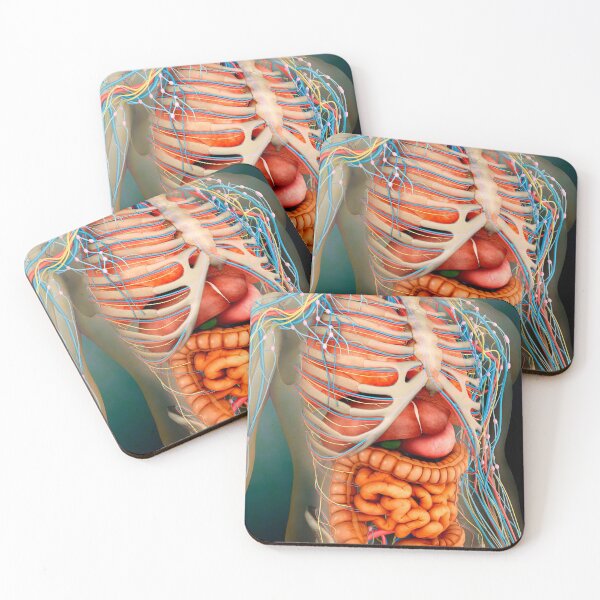 Item preview, Perspective view of human body, whole organs and bones. designed and sold by StocktrekImages.