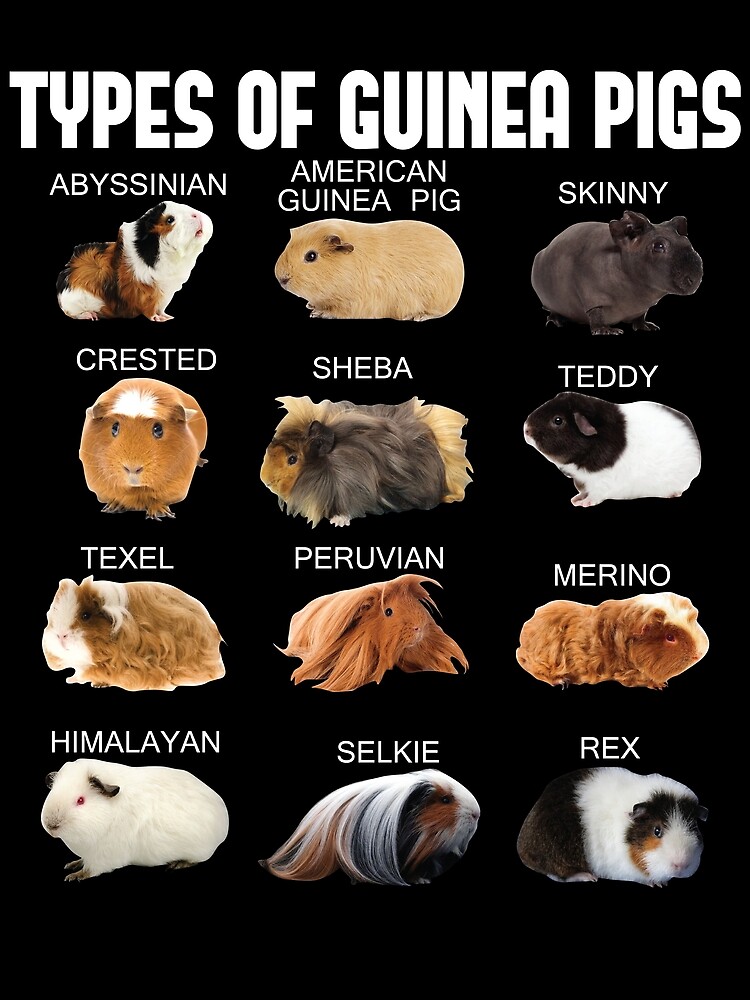 Thumbnail 3 von 3, Tuch, Types Of Guinea Pigs Furry Potato Lover Kids Pet Guinea Pig Gear designt und verkauft von DynamicDesign.