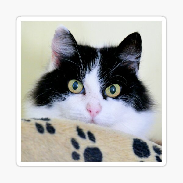 Cat Paws Sticker