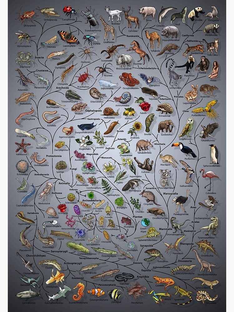 Tree of Life Poster - Animal and Plant Evolution - Scientific with Background by EvolutionPoster