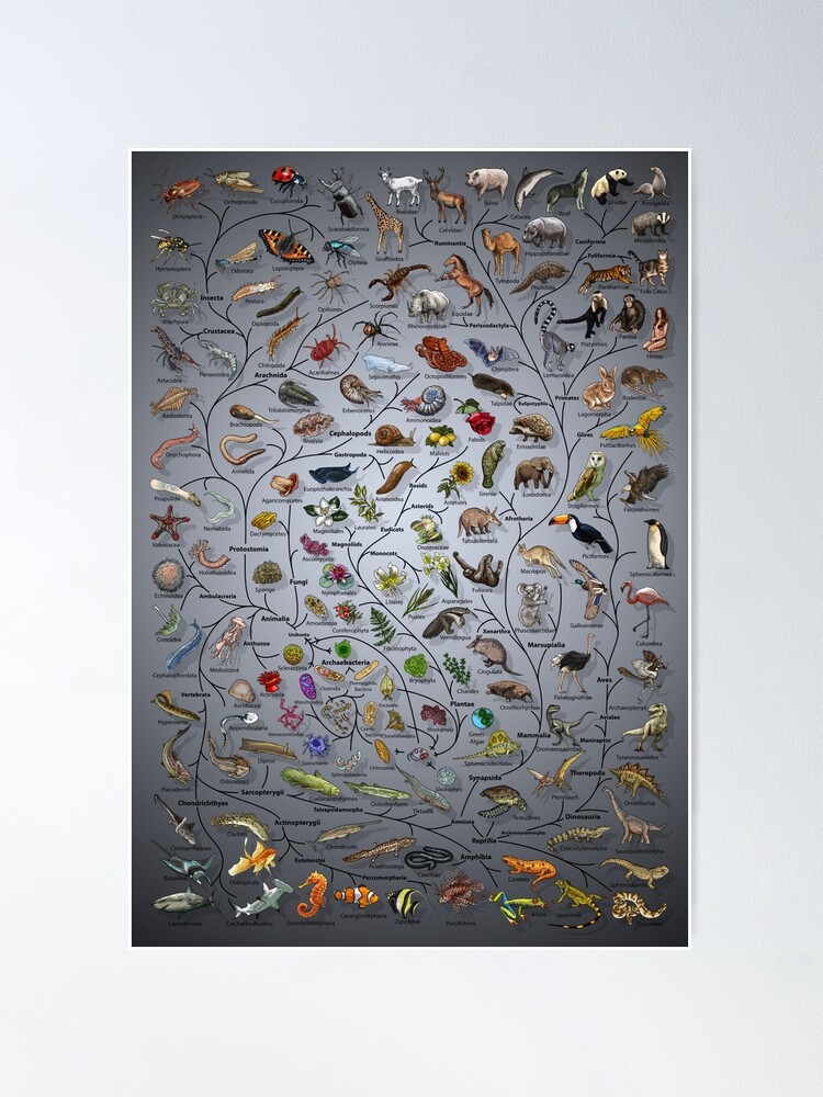 Alternate view of Tree of Life Poster - Animal and Plant Evolution - Scientific with Background Poster