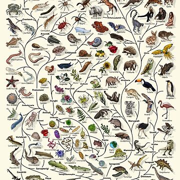 Artwork thumbnail, Poster Albero della Vita - Evoluzione Animale e Vegetale - Italiano by EvolutionPoster