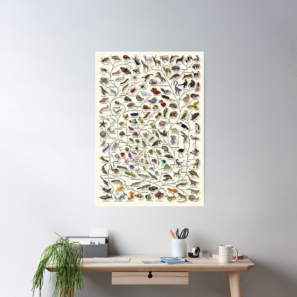 Póster Árbol de la vida - Evolución animal y vegetal - Español Poster