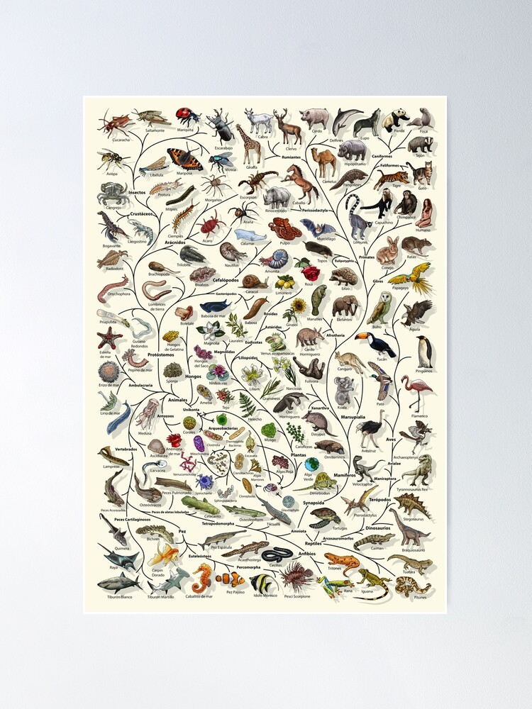 Poster, Póster Árbol de la vida - Evolución animal y vegetal - Español designed and sold by EvolutionPoster