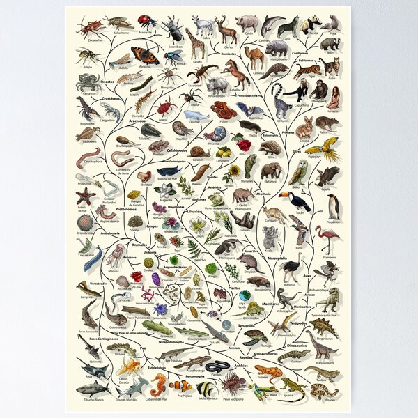 Item preview, Póster Árbol de la vida - Evolución animal y vegetal - Español designed and sold by EvolutionPoster.