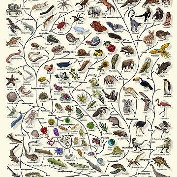 Artwork thumbnail, Póster Árbol de la vida - Evolución animal y vegetal - Español by EvolutionPoster