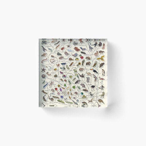 Item preview, Tree of Life Poster - Animal and Plant Evolution - English designed and sold by EvolutionPoster.