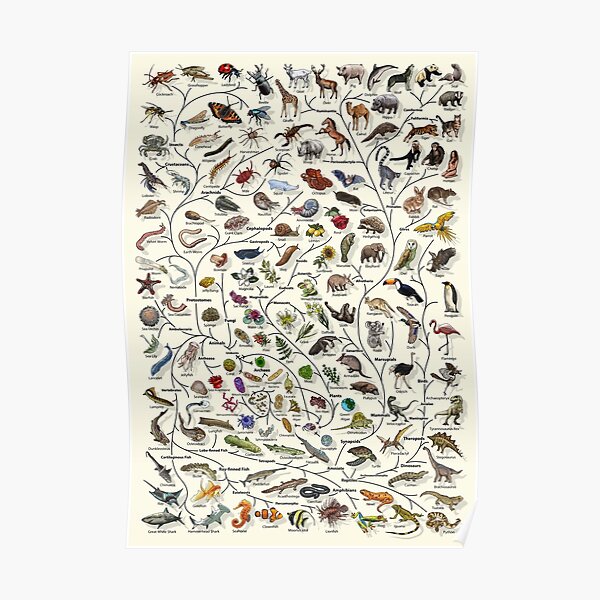 Tree of Life Poster - Animal and Plant Evolution - English Poster