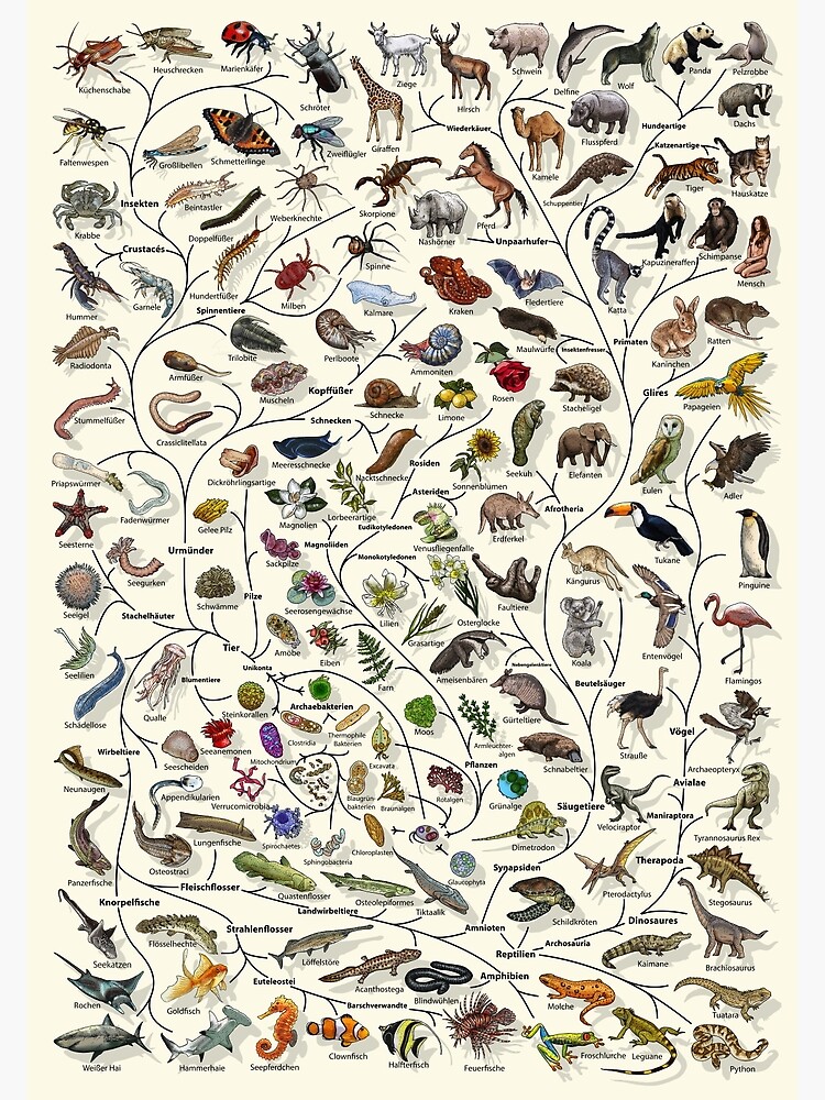 Thumbnail 3 of 3, Poster, Baum des Lebens Poster - Tier und Pflanze Evolution - Deutsche designed and sold by EvolutionPoster.