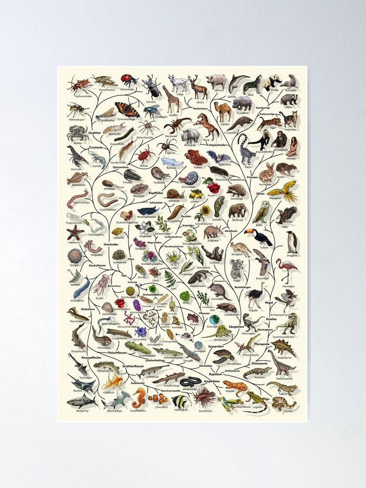 Thumbnail 2 of 3, Poster, Baum des Lebens Poster - Tier und Pflanze Evolution - Deutsche designed and sold by EvolutionPoster.
