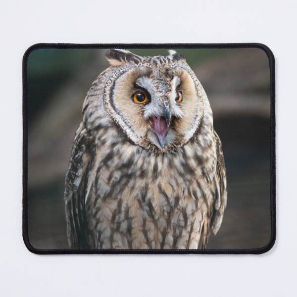 Item preview, Long-eared owl (Asio otus) designed and sold by Steve Liptrot Photography.