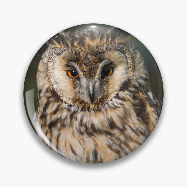 Item preview, Long-eared owl (Asio otus) designed and sold by Steve Liptrot Photography.