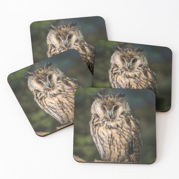 Item preview, Long-eared owl (Asio otus) designed and sold by Steve Liptrot Photography.