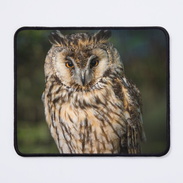 Item preview, Long-eared owl (Asio otus) designed and sold by Steve Liptrot Photography.
