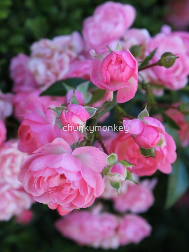 Thumbnail 5 of 5, iPhone Case, Pink Roses Flowers designed and sold by chunkymonkey.