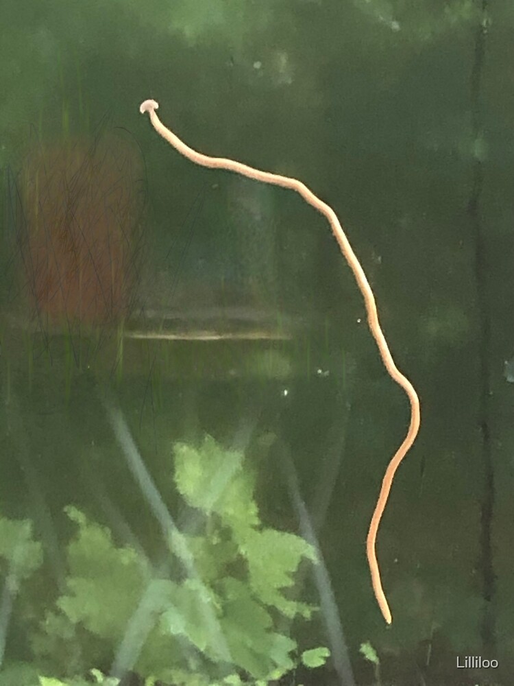 "Hammerhead Worm Peeking In " Poster for Sale by Lilliloo Redbubble