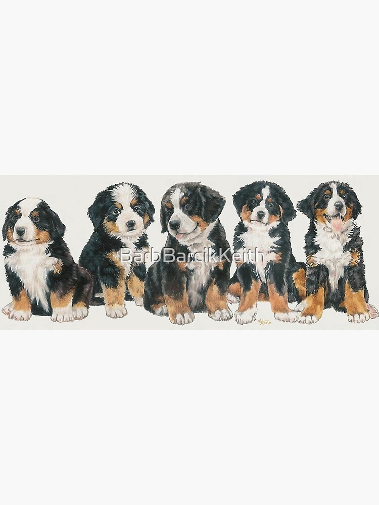 Bernese Mountain Dog Puppies