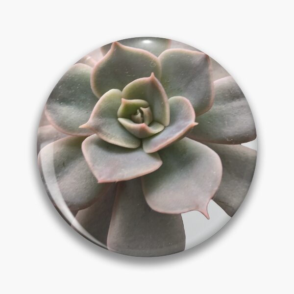 Item preview, Echeveria succulent designed and sold by Phoebew03.