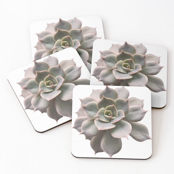 Item preview, Echeveria succulent designed and sold by Phoebew03.