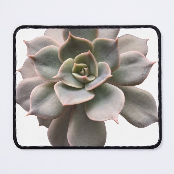 Item preview, Echeveria succulent designed and sold by Phoebew03.