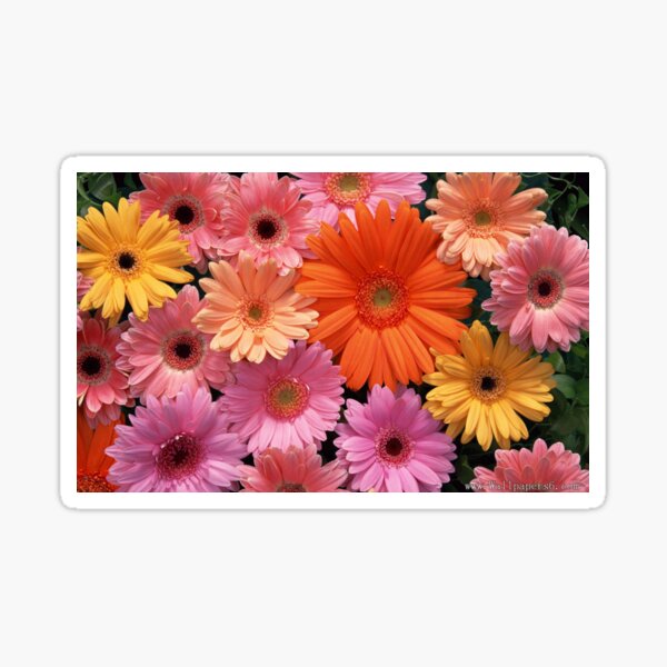 Regalos y productos: Gerbera Ingles | Redbubble