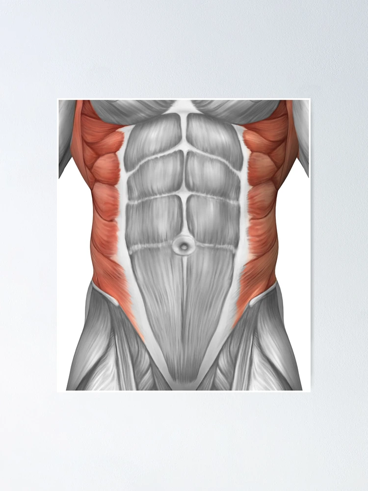 Muscle #6 Template by alvaroimanol on DeviantArt