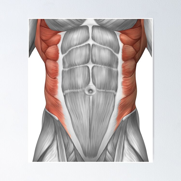 Baralho Músculos masculinos da anatomia humana por Leonard