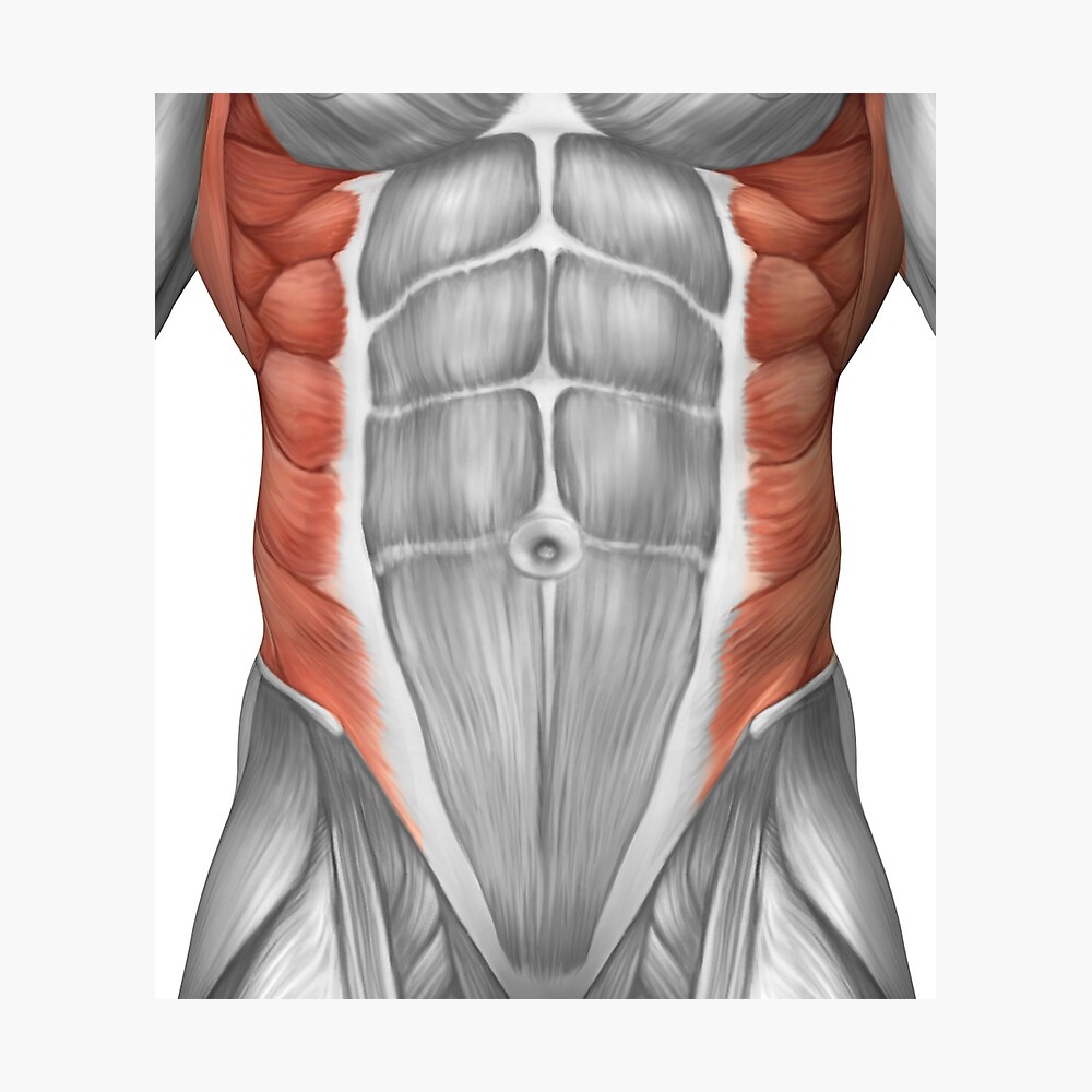 Male Muscle Anatomy Of The Abdominal Wall Poster By Stocktrekimages Redbubble