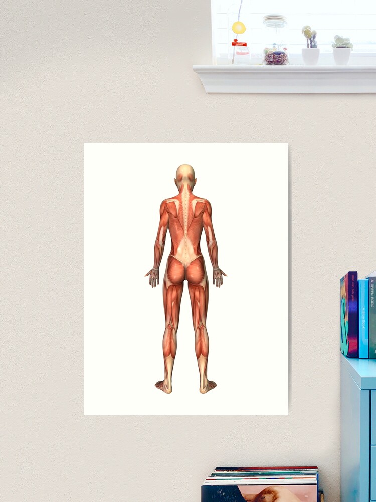 Female muscular system, back view. Art Board Print for Sale by