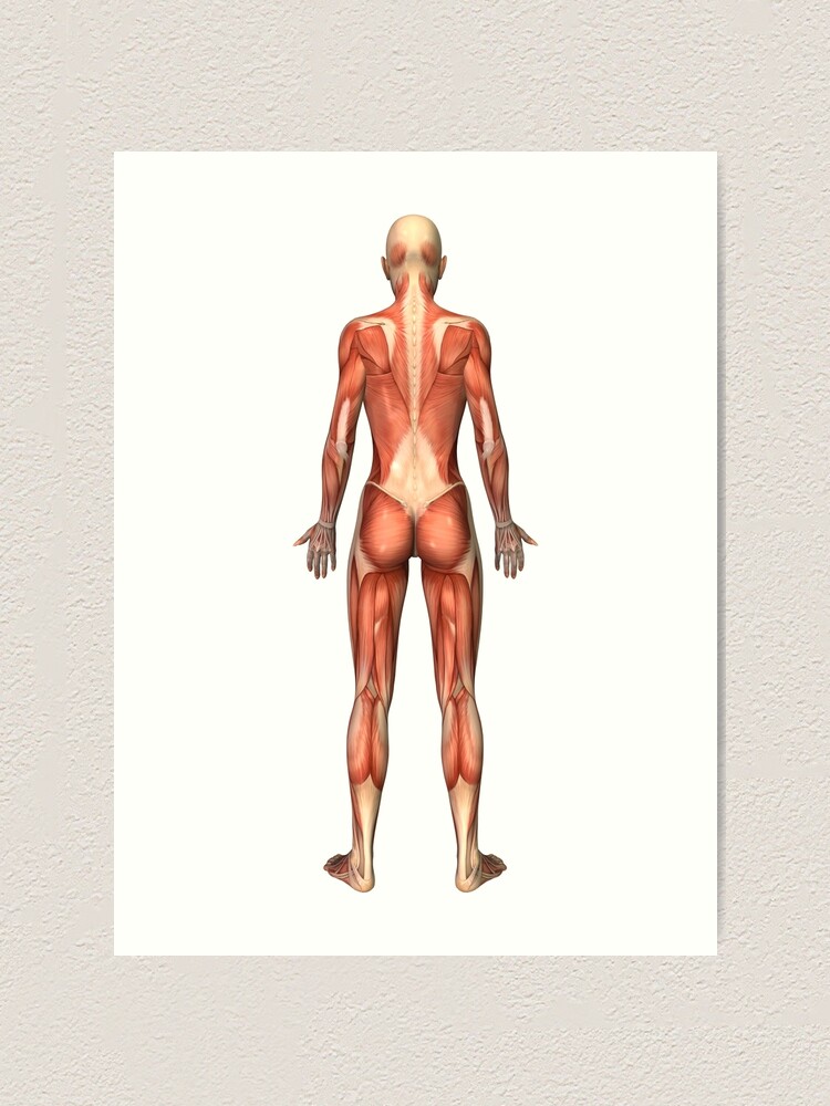 A females back muscles stock illustration. Illustration of inside