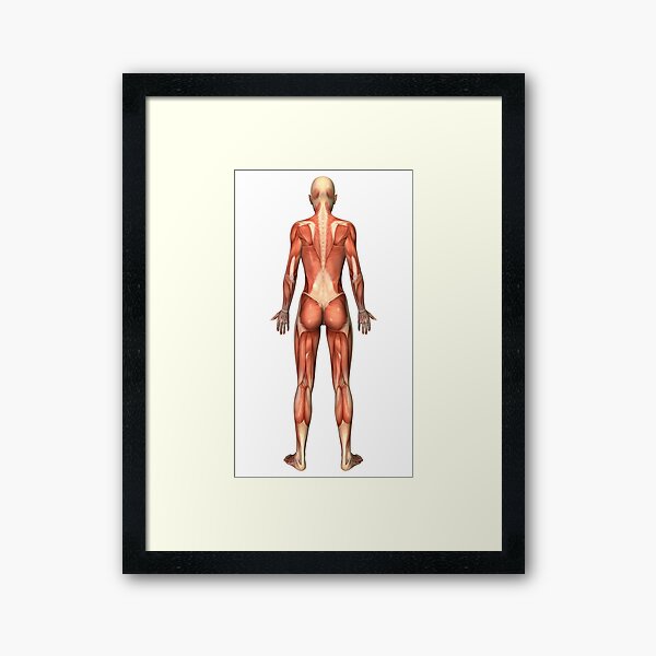  Anatomy of female muscular system back view Poster