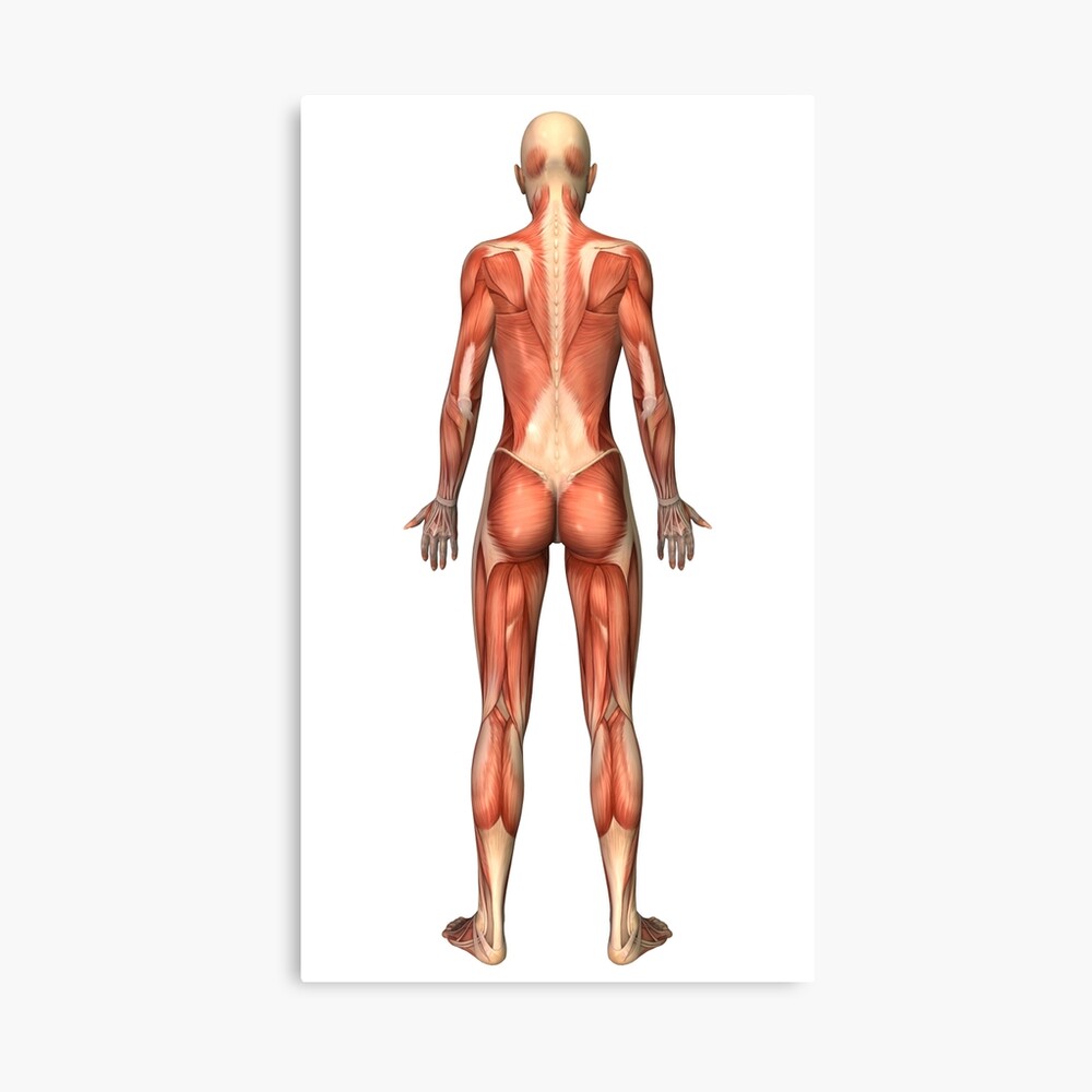 Female muscular system, back view. Art Board Print for Sale by  StocktrekImages