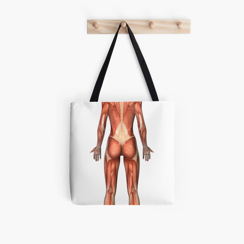 Female muscular system, back view Poster Print (21 x 36) 