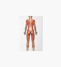 Female muscular system, back view. Art Board
