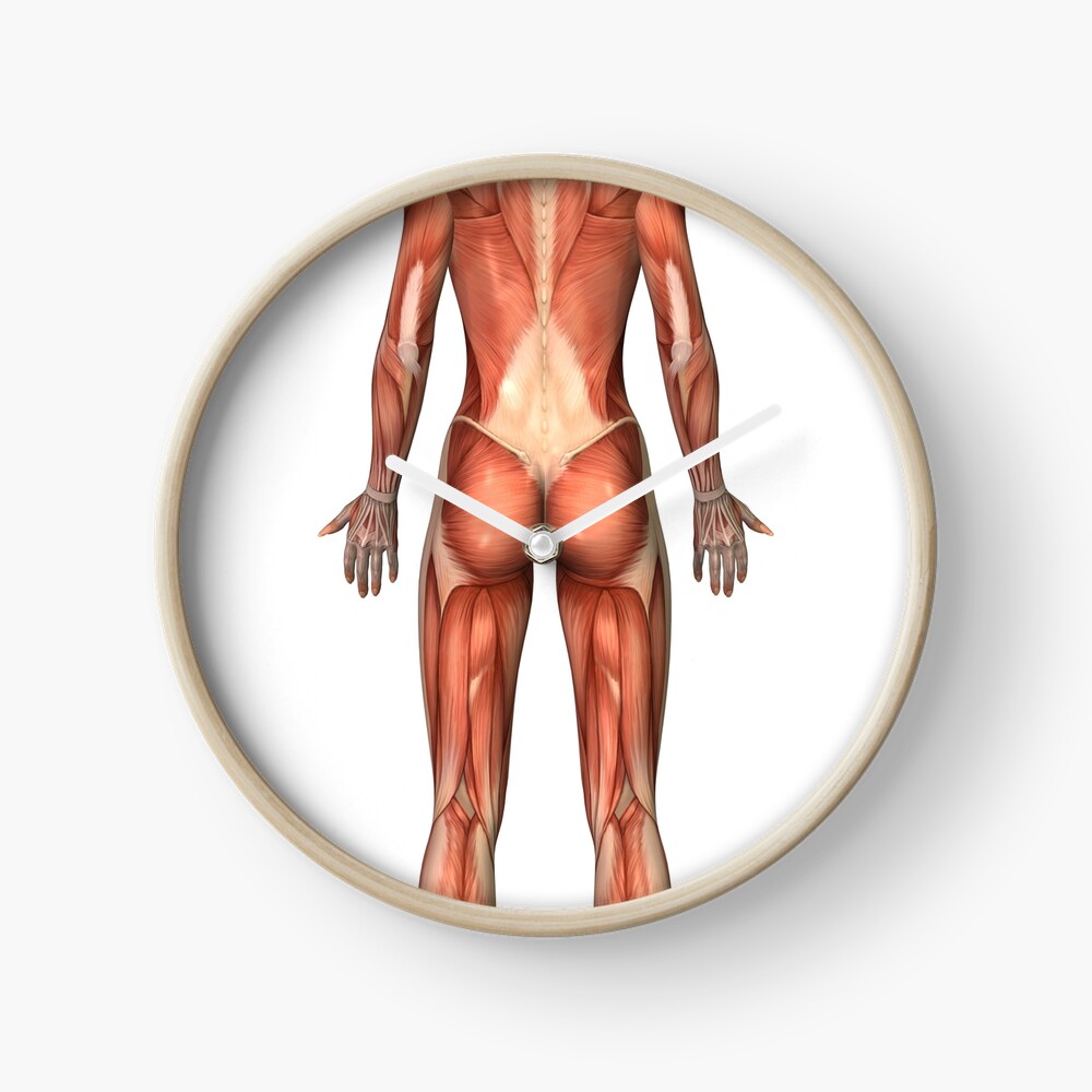 Female muscular system, back view. Art Board Print for Sale by