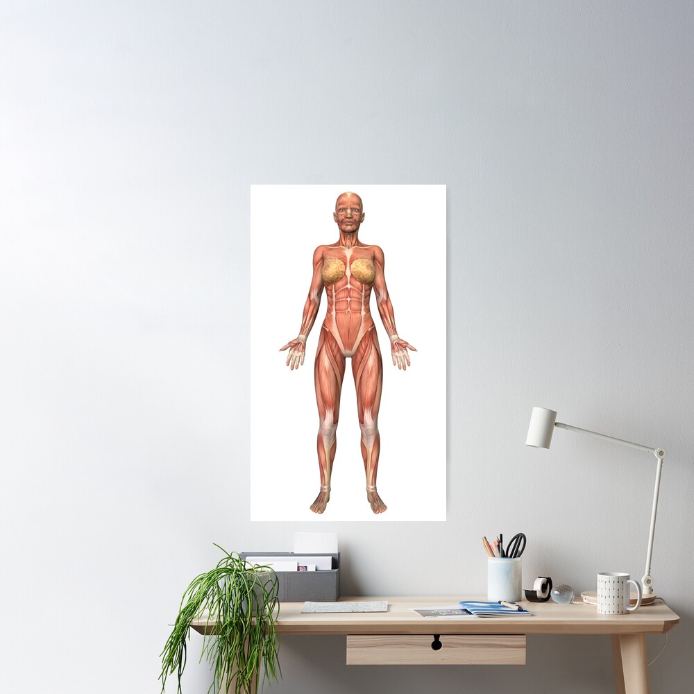 Female muscular system, front view. Poster for Sale by