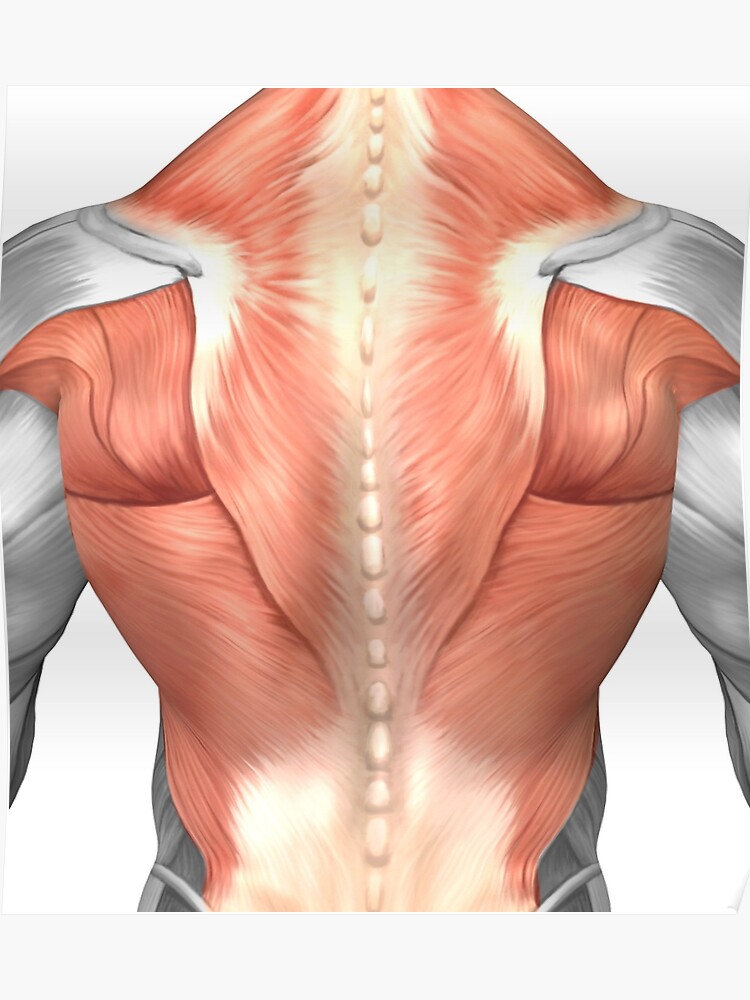 Muscle Anatomy Of Back - Human Anatomy