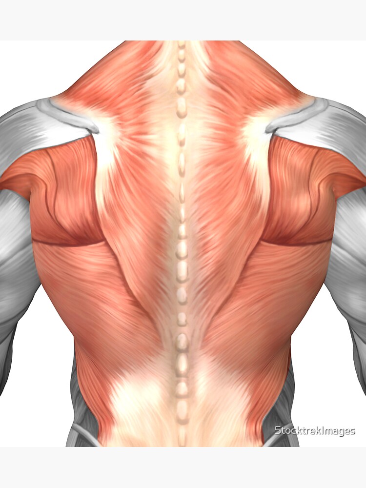 Anatomie de l'étiquette tableau masculin les muscles du dos, sur