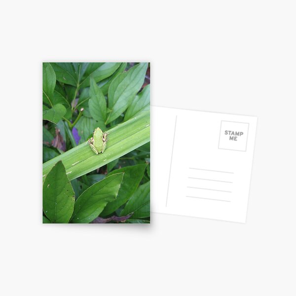 Green Friend Postcard