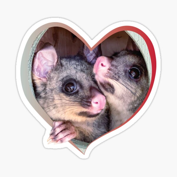 Item preview, Brushtail possum love designed and sold by AchiniK.