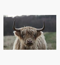 Highland Cattle Photographic Print