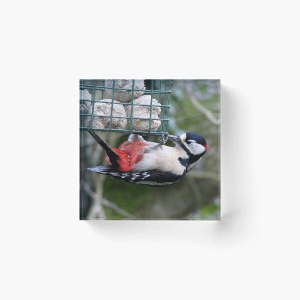 Item preview, woodpecker designed and sold by KathleenDawson.
