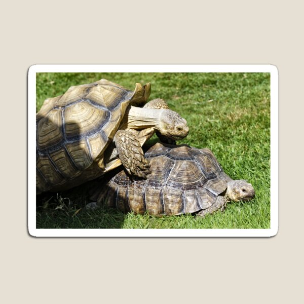 Item preview, African spurred tortoise (Centrochelys sulcata) designed and sold by Andy Harker.