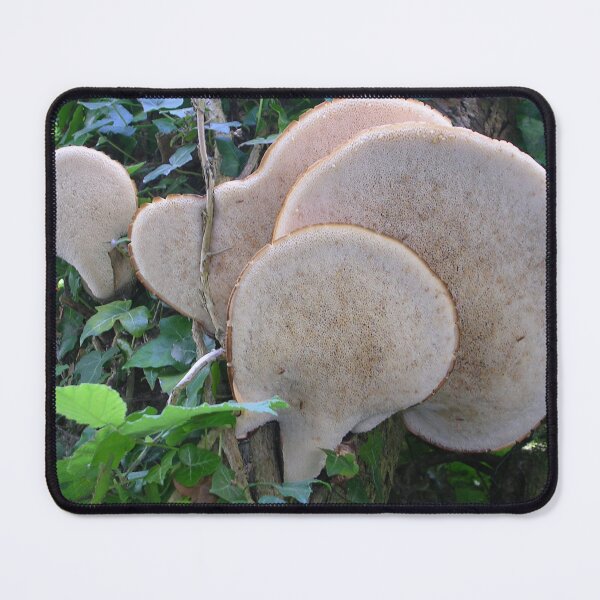 Item preview, Fungus on a Tree designed and sold by lezvee.