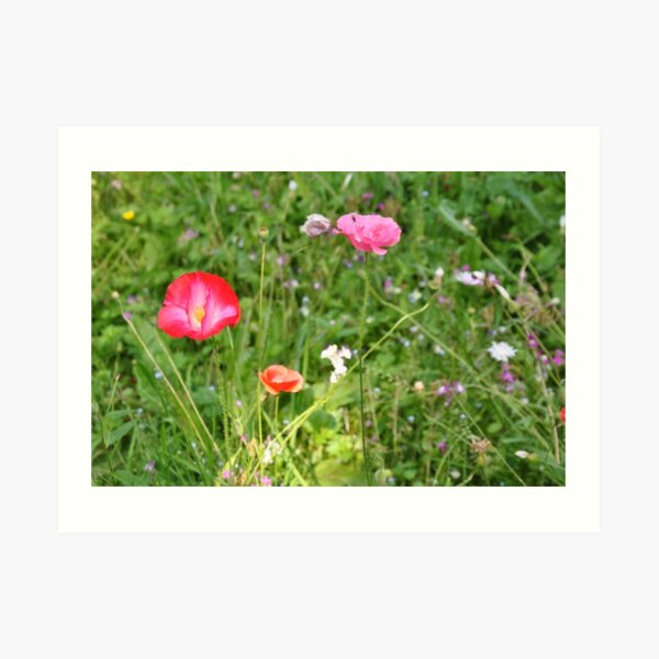 Spring flowers Art Print