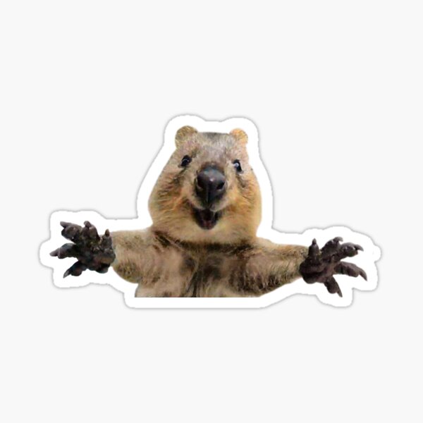 Item preview, Cute quokka hug designed and sold by Ashleysnook.