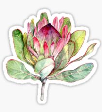 Protea Flower - Botanical Art Sticker