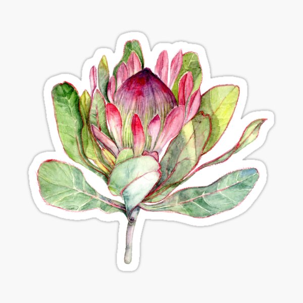 Aperçu de l'œuvre Fleur de Protea - Art botanique créée et vendue par Goosi Art.